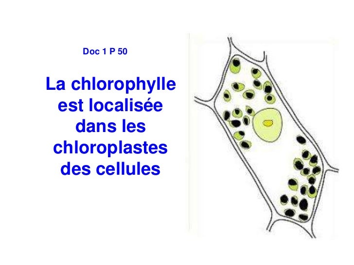 localisation cellulaire de la chlorophylle